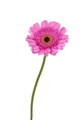 Pink Gerbera on stem isolated in white