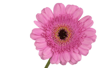 Pink Gerbera extreme close up