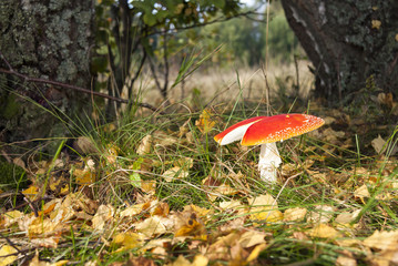 Red flyagaric