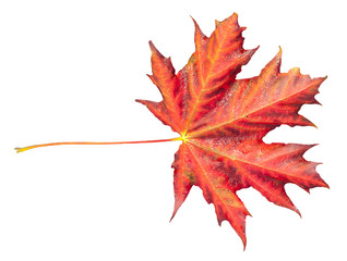 Isolated red maple leaf