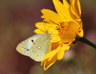 Бабочка на цветке
