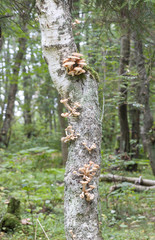 Mushrooms on a tree