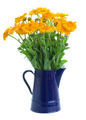 Calendula flowers in pot