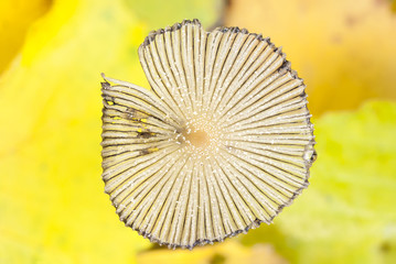 Fungus cap closeup