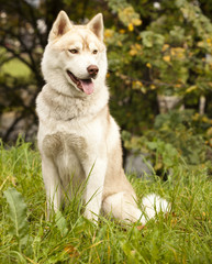 brown siberian husky posing