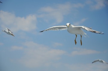 flying seagull