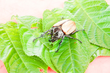 Eupatorus gracilicornis