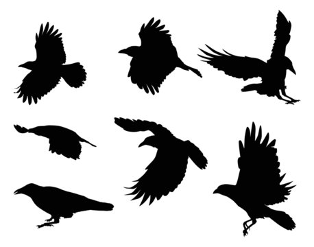 set of eight crow silhouettes isolated on white