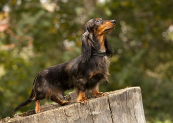 Portrait of dog breed long haired dachshund