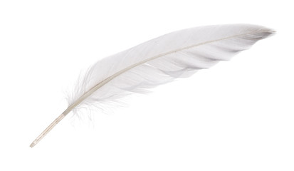 Obraz premium isolated white goose feather