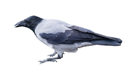 single grey crow isolated on white