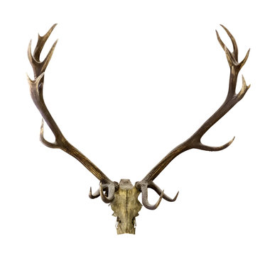 deer antlers isolated on white