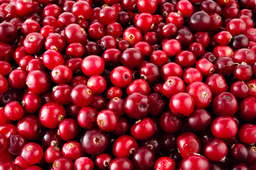 Red ripe cranberries background
