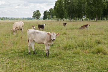 Fototapeta premium Calf in the pasture in summer afternoon