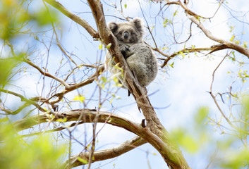Koala, Australien