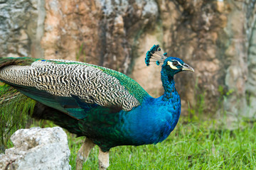 Fototapeta premium peacock in nightsafari chiangmai Thailand