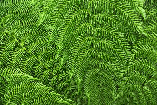 Natur