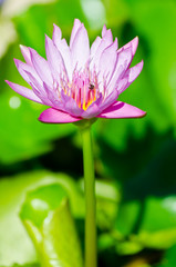 Obraz premium Closeup blossom violet lotus