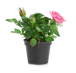 Bunch of pink roses in flowerpot.