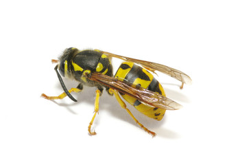wasp