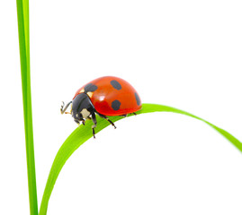 ladybug