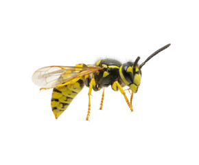 wasp