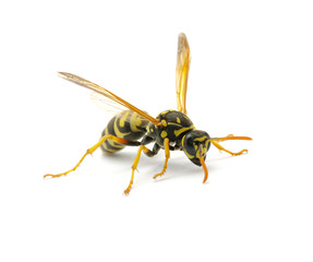 wasp