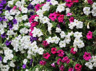 Fototapeta premium Flowers