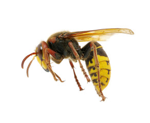 hornet