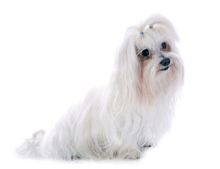 maltese dog