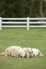Fototapeta premium Sheep family sleep together in the field