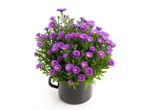 Violette Herbstaster
