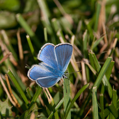 Common Blue (Polyommatus icarus), male