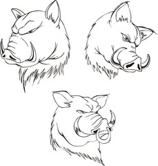 Aggressive boar heads
