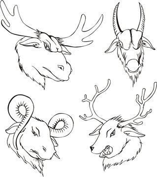 Aggressive heads of deers and goats