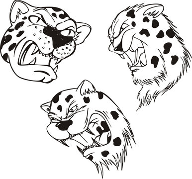 Aggressive leopard heads