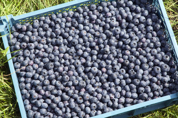 Kiste voller Heidelberen / Blaubeeren