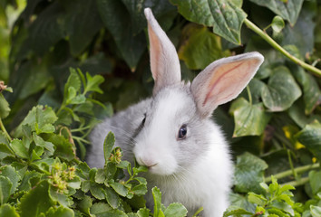 Pequeño conejito blanco