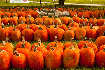 seven rows of pumpkins for sale