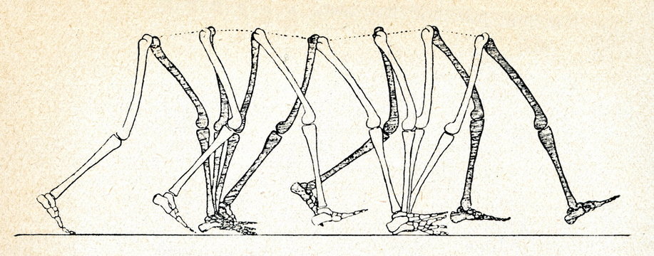 Human walking movements (W. Braune, O. Fisher)