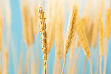 Organic Golden Wheat Crop