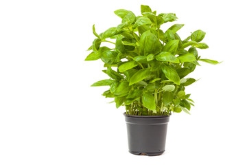 basil in a pot