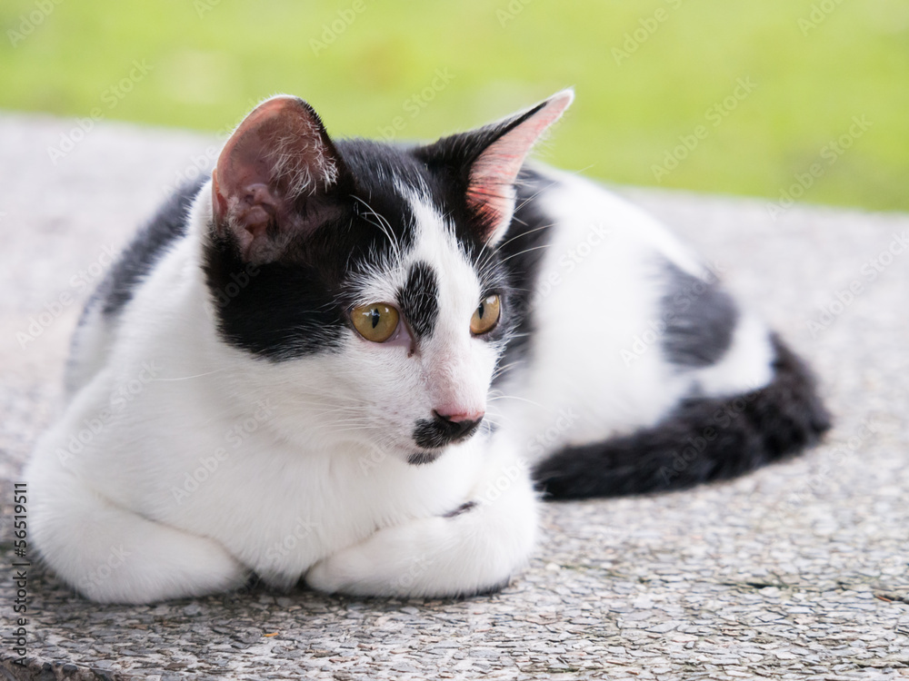 Wall mural small white cat with black spots