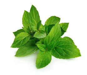 Mint leaf close up
