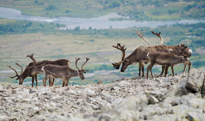 Reindeer mountain view - 56520919