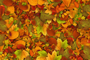 Autumn leaves as background