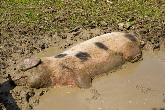 Freilichtmuseum Detmold 2427