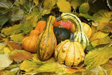 Pumpkins for decoration among fallen leaves in fall.