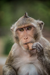 Fototapeta premium Monkey eating and having fun at Ankor Wat temple. Asia wildlife.