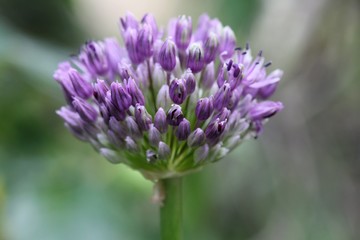 Allium